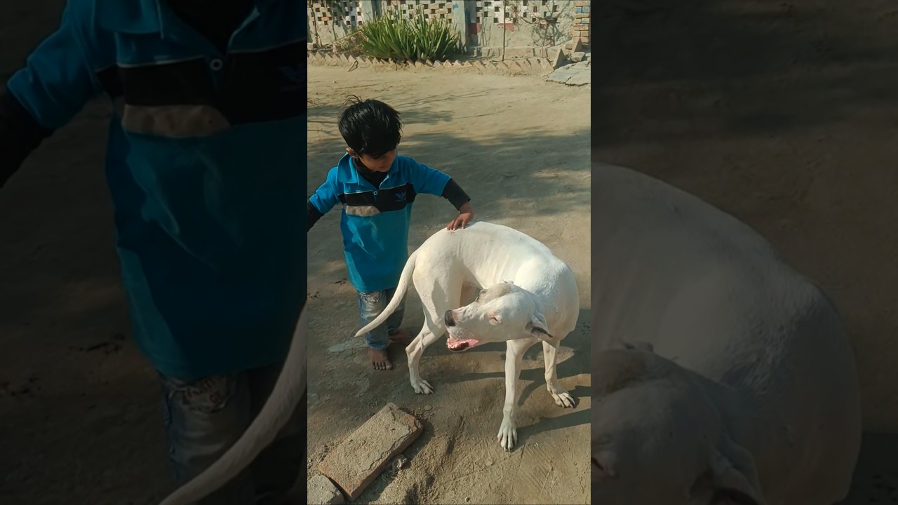 try not to laugh,funny videos,mini zoo,funniest animals videos 2026 🥰:
