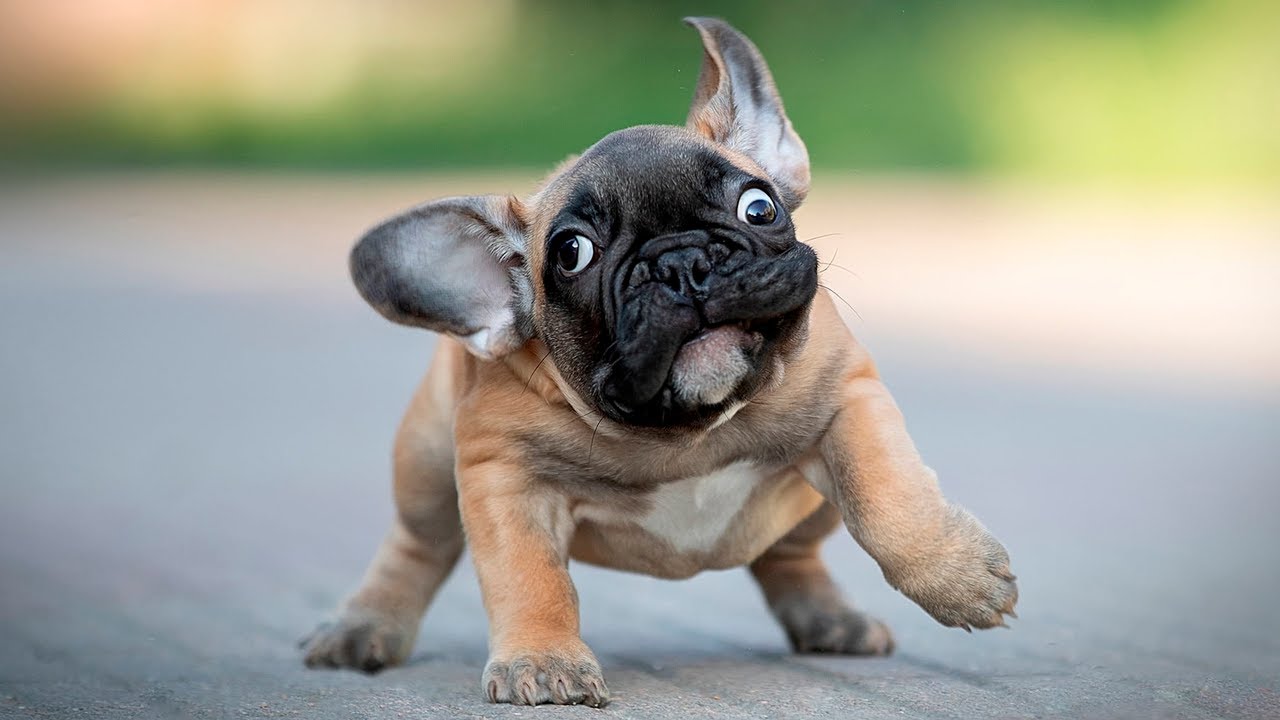 The Best and 🤣 Funniest French Bulldogs 🐶 Moments