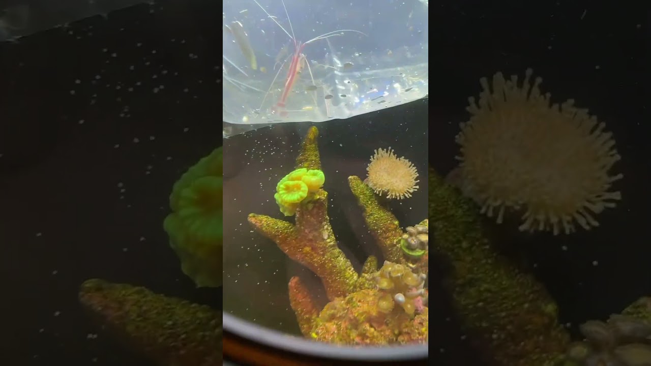 New cleaner shrimp for the 16 gallon biocube reef tank 