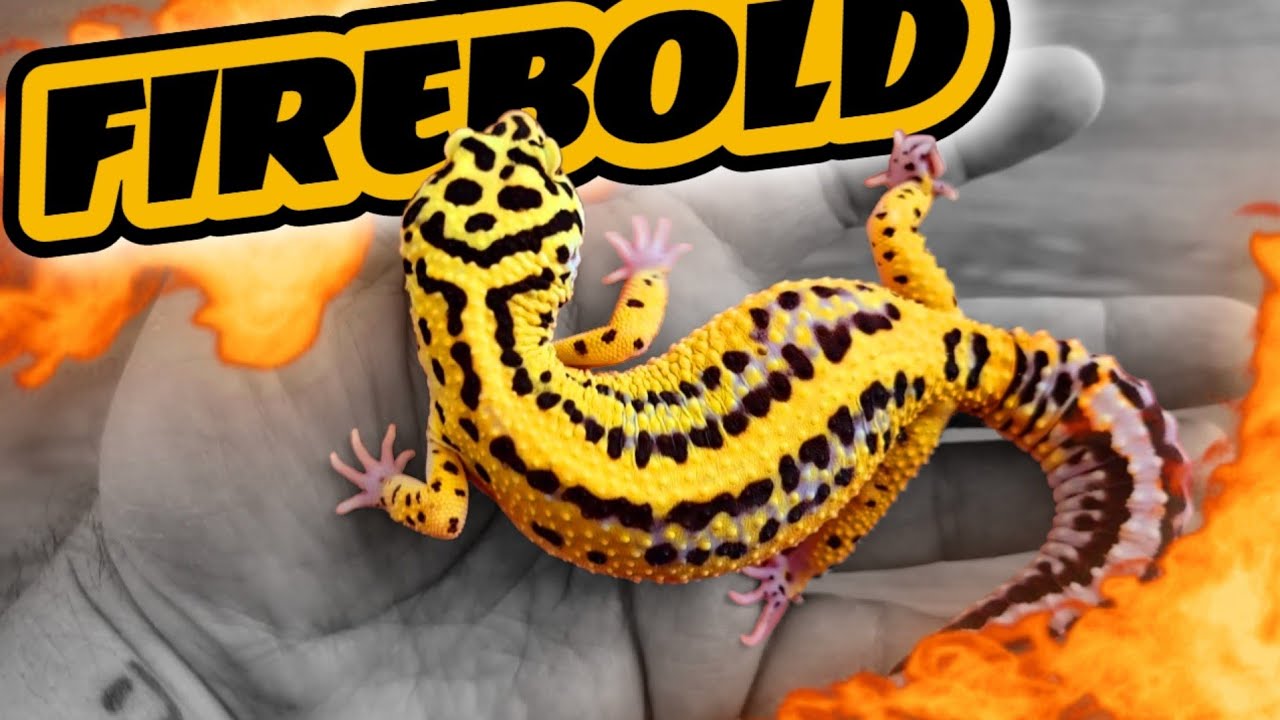 GECKOS LEOPARDO PRIMEROS EN MÉXICO | GRATIS 10 GECKOS BLOOD | 10,000 SUSCRIPTORES GIVEAWAY |