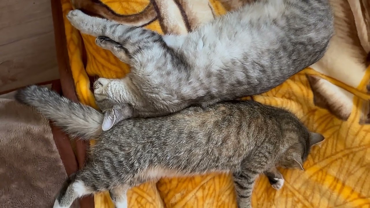 #2cats #catvideos #catssleeping