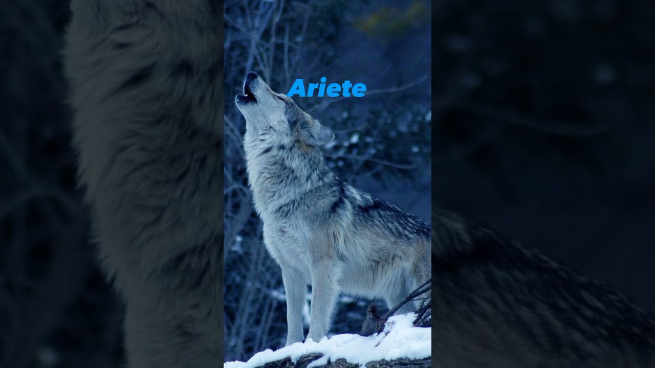 il tuo segno zodiacale il tuo animale parte 1