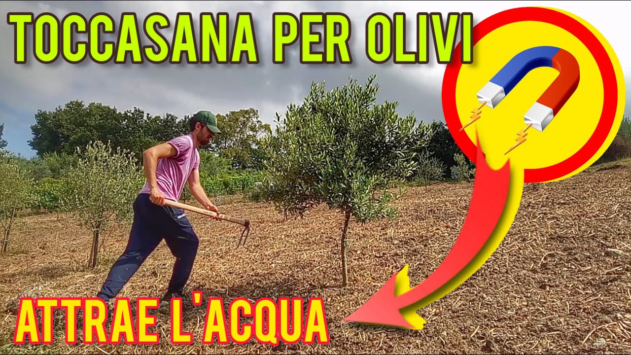 Olivo: la funzione 