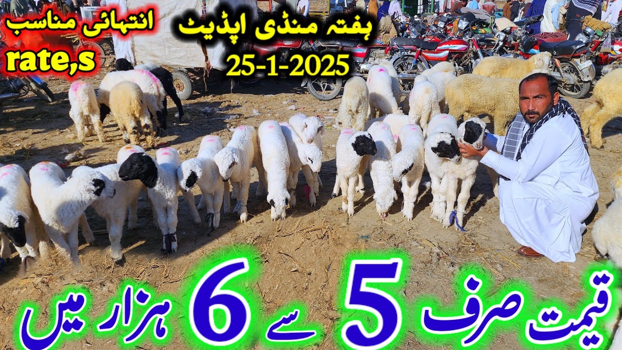 25 January 2025 dera ghazi khan mundra chatra mandi bakra mandi update 5 se 6 hzar km rate,s pr
