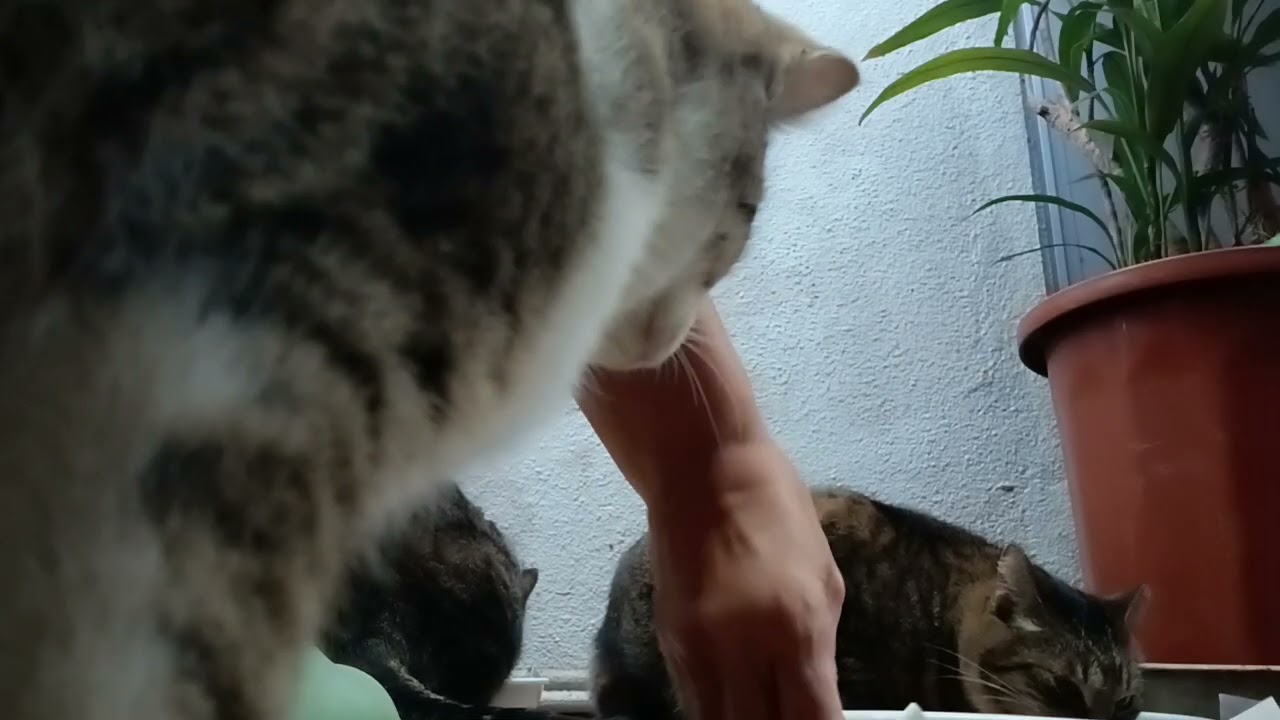 2026年 2月4日 朝7:36am の猫たち…