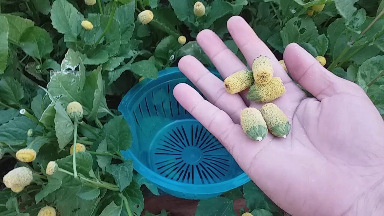 Como plantar jambu 3