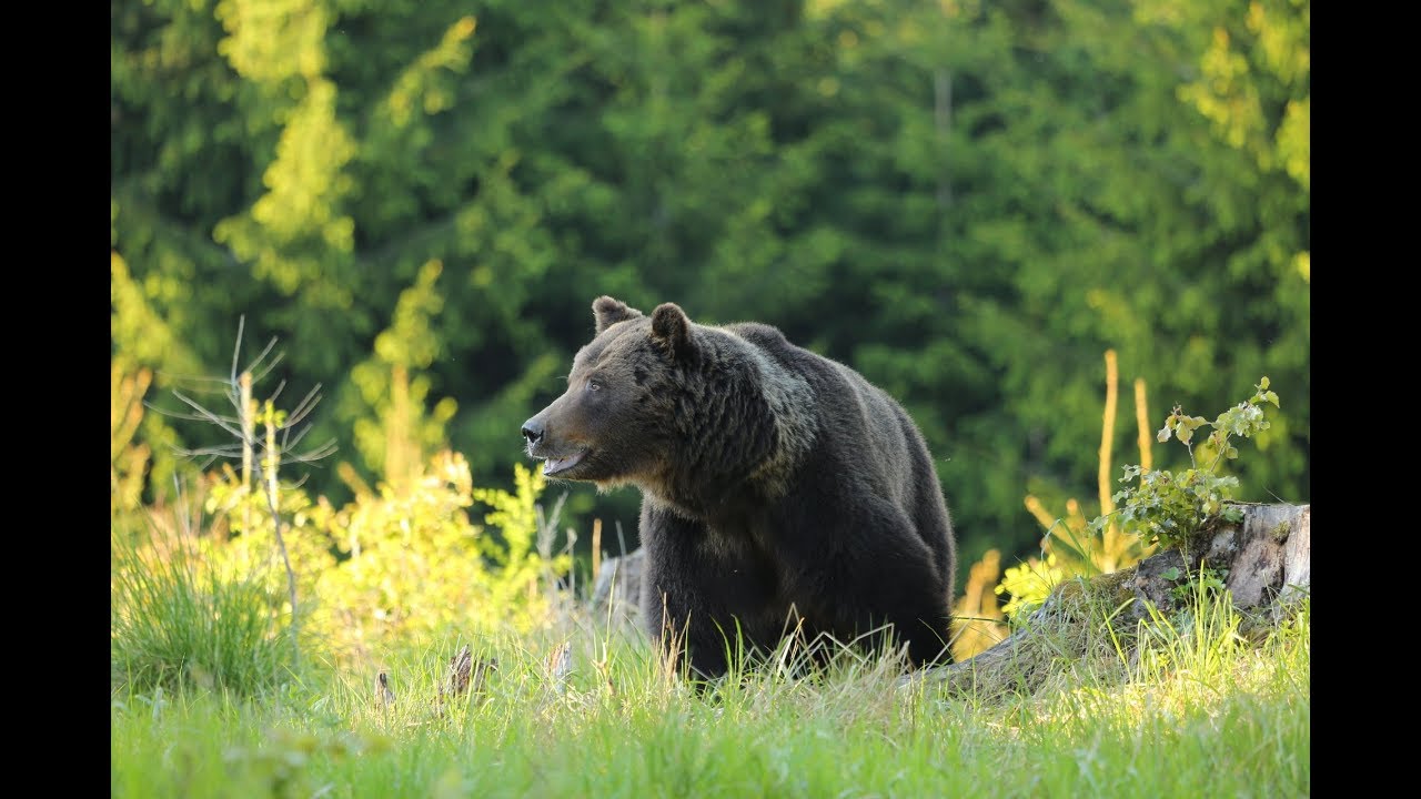 Manažovania veľkých šeliem v CHPO Poľana