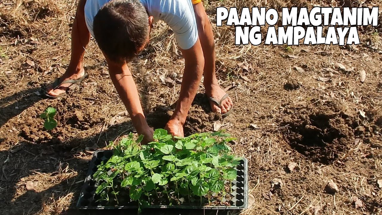 Paano Magtanim ng Ampalaya