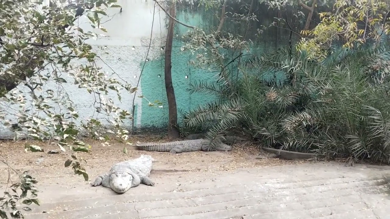 Indore zoo fast time experience 