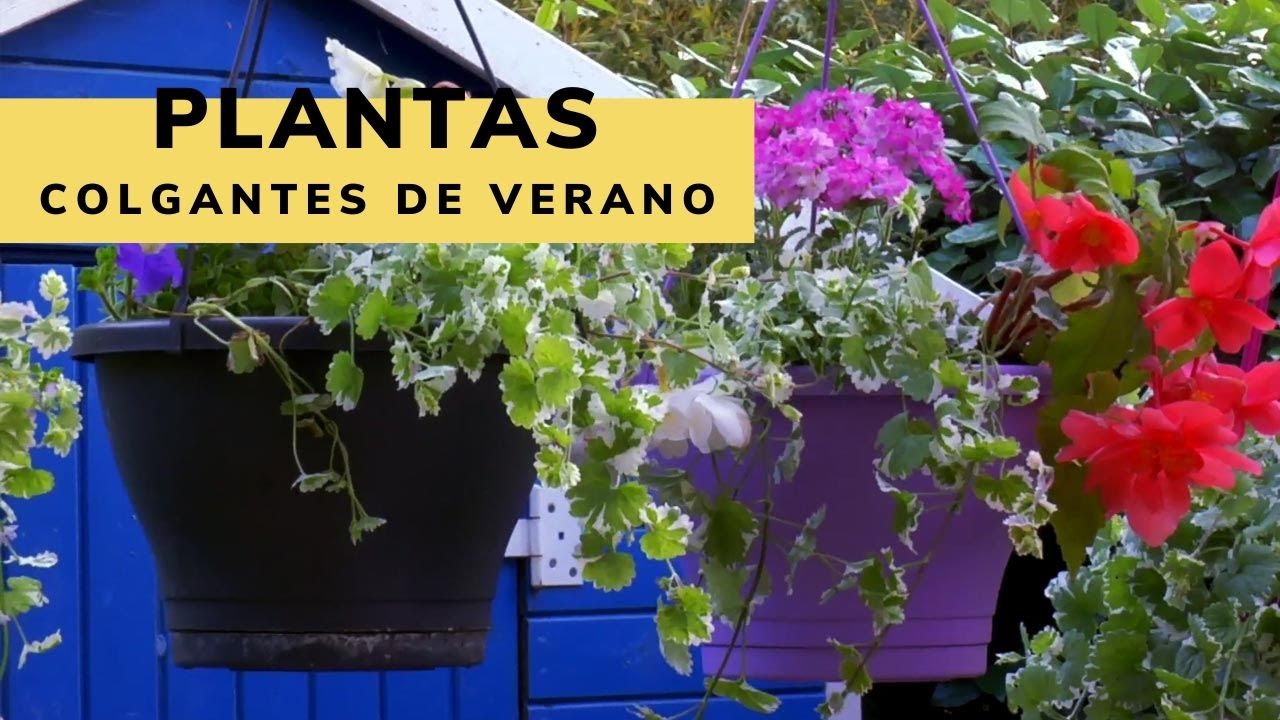 Plantas colgantes para verano - Bricomanía - Jardinatis