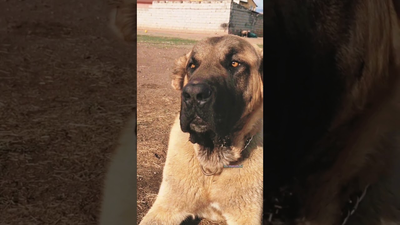 "Huge Dog Growling Like a LION !"🐕‍🦺 