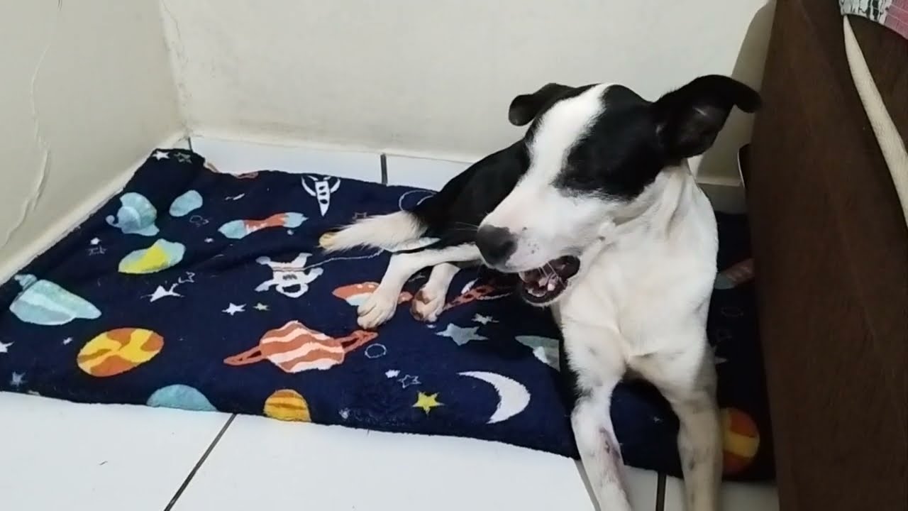 Espirro Reverso em Cachorro (Ted)