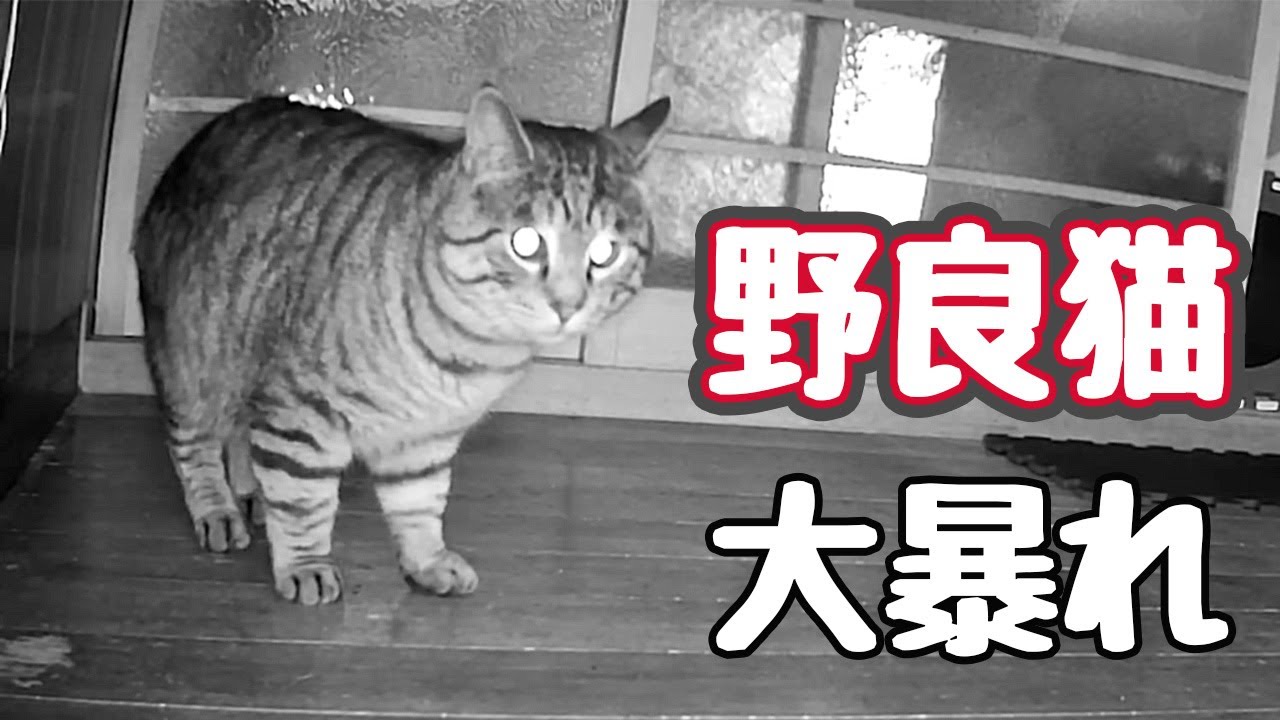 これが若さか&hellip;  【野良猫】