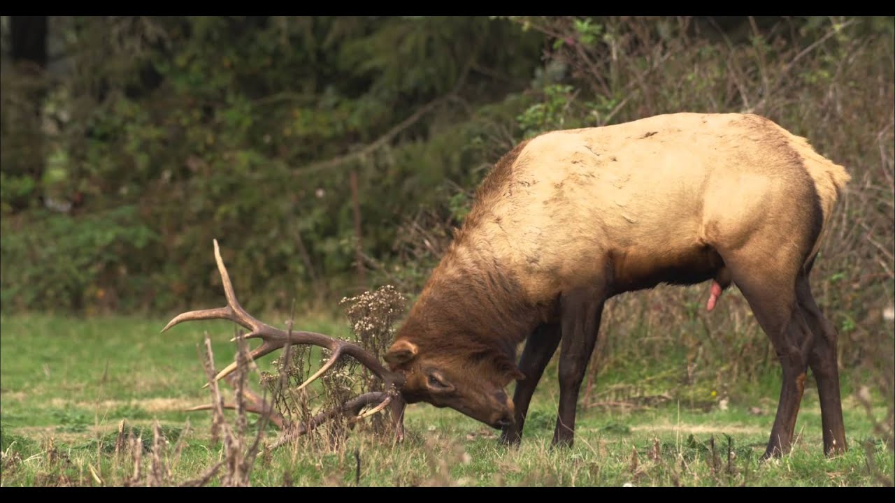 A Rutting Roosevelt Elk Urinates on Itself