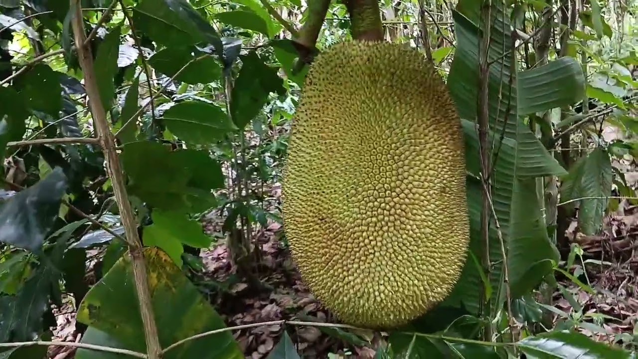 Kodaikanal 8.50 acres Avocado estate for sale 9626007663