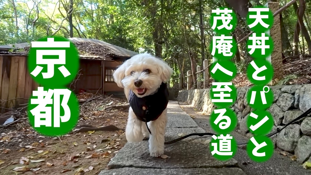 京都 / 茂庵へ続く道と天丼とパン / 吉田神楽岡旧谷川住宅群 / 神楽岡町 京都観光 京都グルメ 京都旅行