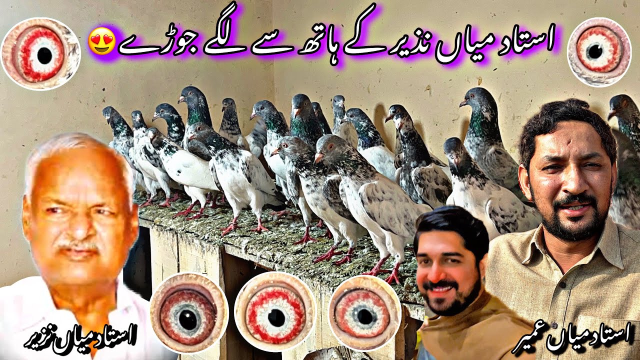 ustad Mian nazeer k ghar hath sy lagy huwe kabotaro ka shoq 😍