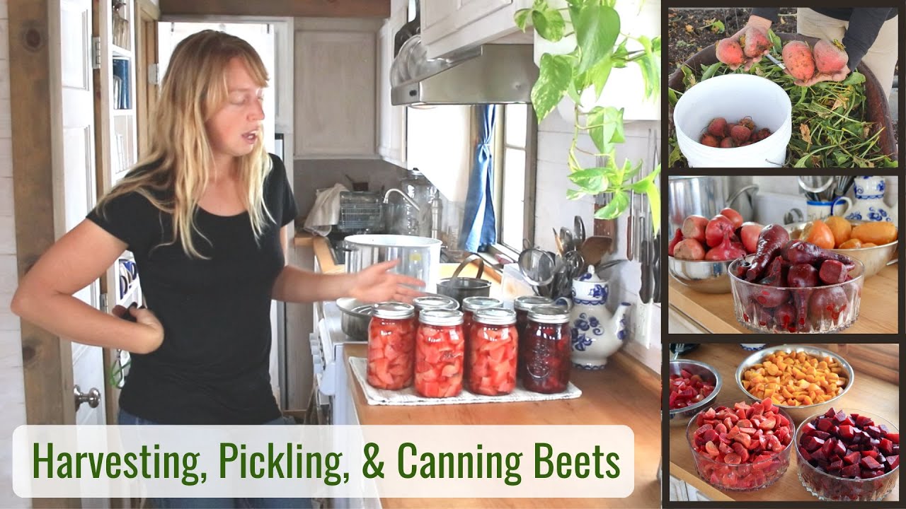 Grandma's Pickled Beets - Harvesting & Canning, Preserving Food & Emptying the Garden Before Winter