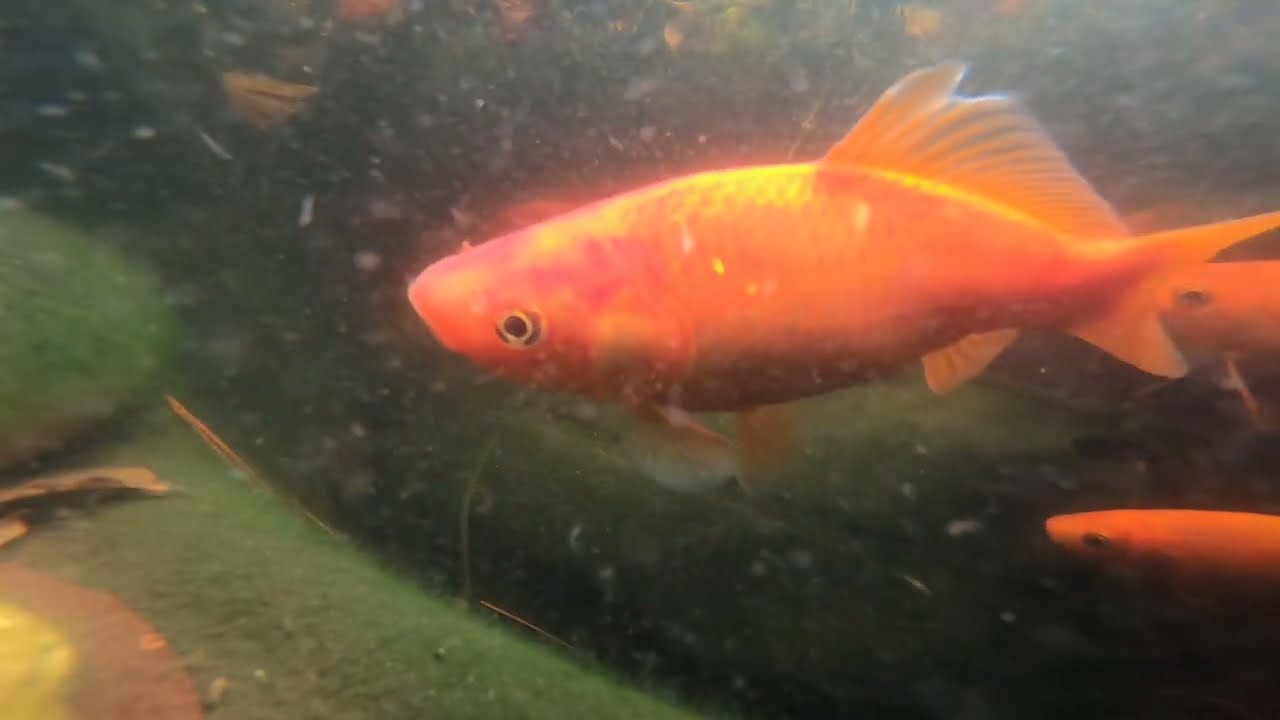 Feeding time