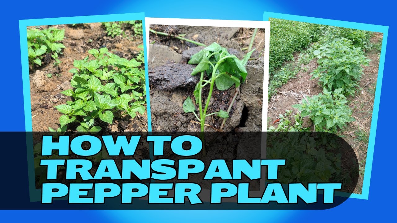 How To Transplant Pepper Plants – Simple Guide