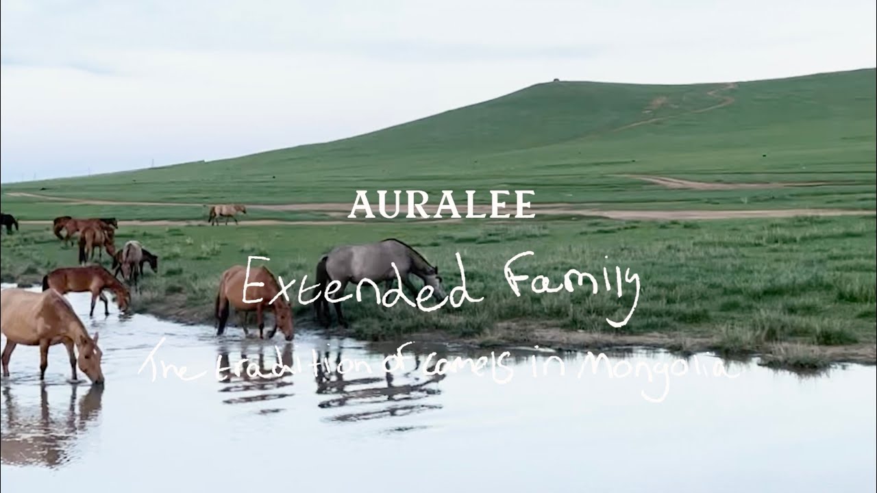 Extended Family - The tradition of camels in Mongolia