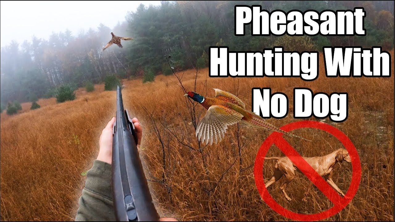 Как охотиться на фазанов без собаки