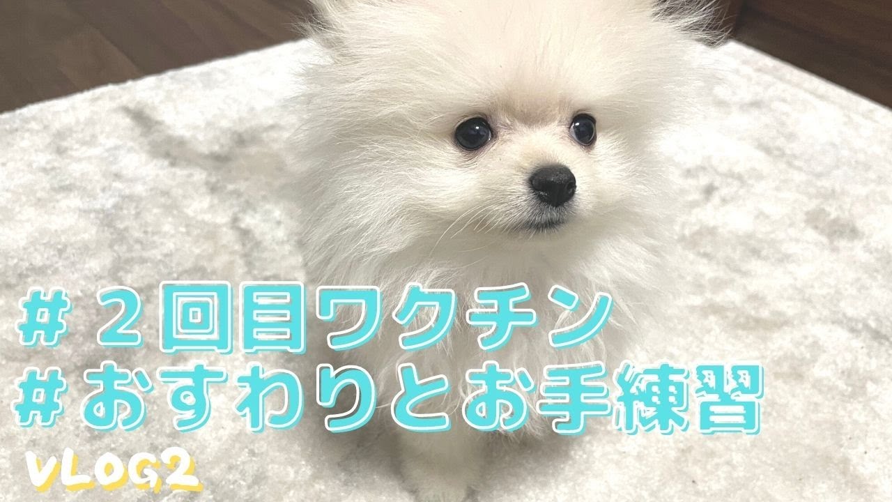 ２回目ワクチン｜おすわりしつけ｜ペットグッズ巡り｜新しい犬用おもちゃ【Vlog#2】