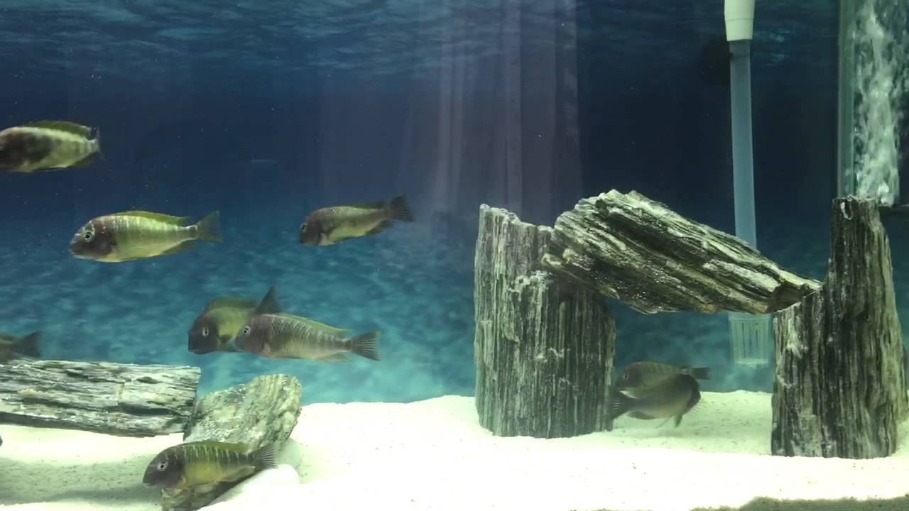 Tropheus Nkonde Bright Yellow Vol 2 / Lethaeus