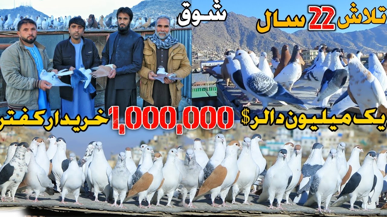 شوق -گلچین سالها خیل بزرگ 172 کفتر | یک میلیون دالر $ خرید کفتر ||  Famous & Expensive Afghan Pigeon