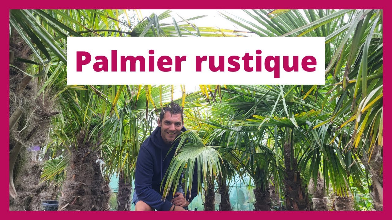 Un paradis tropical dans l'Ardenne belge : Palmiers et bananiers qui résistent au froid | PermaZoom