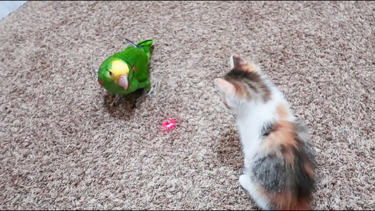 ببغاء وقطة في حرب ضد الليزر السريع!!