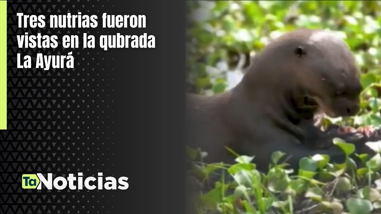 Tres nutrias fueron vistas en la quebrada La Ayurá - Teleantioquia Noticias