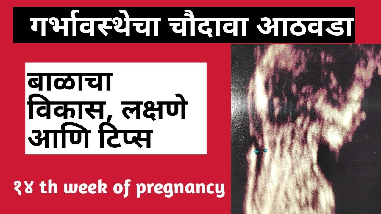 14 week pregnant update | baby development and tips | गर्भावस्थेचा चौदावा आठवडा