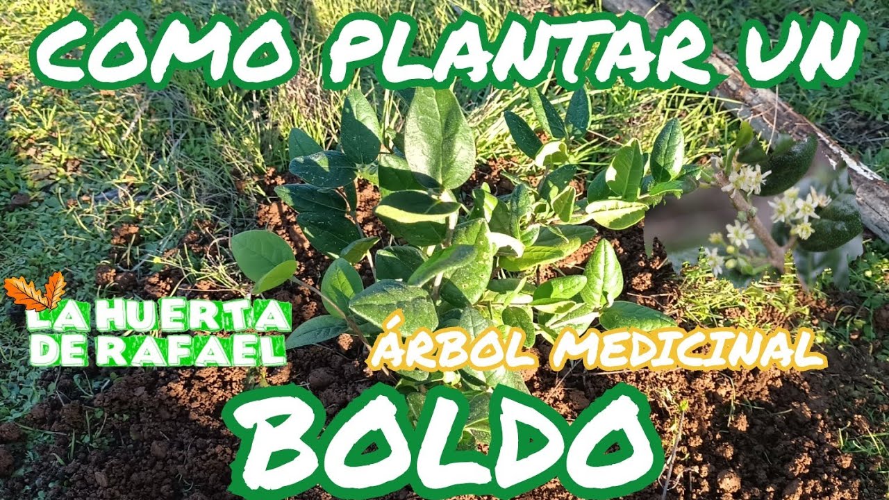 Cómo plantar un árbol de boldo [Peumus boldus]||El cultivo del boldo chileno medicinal|10MaTemporada