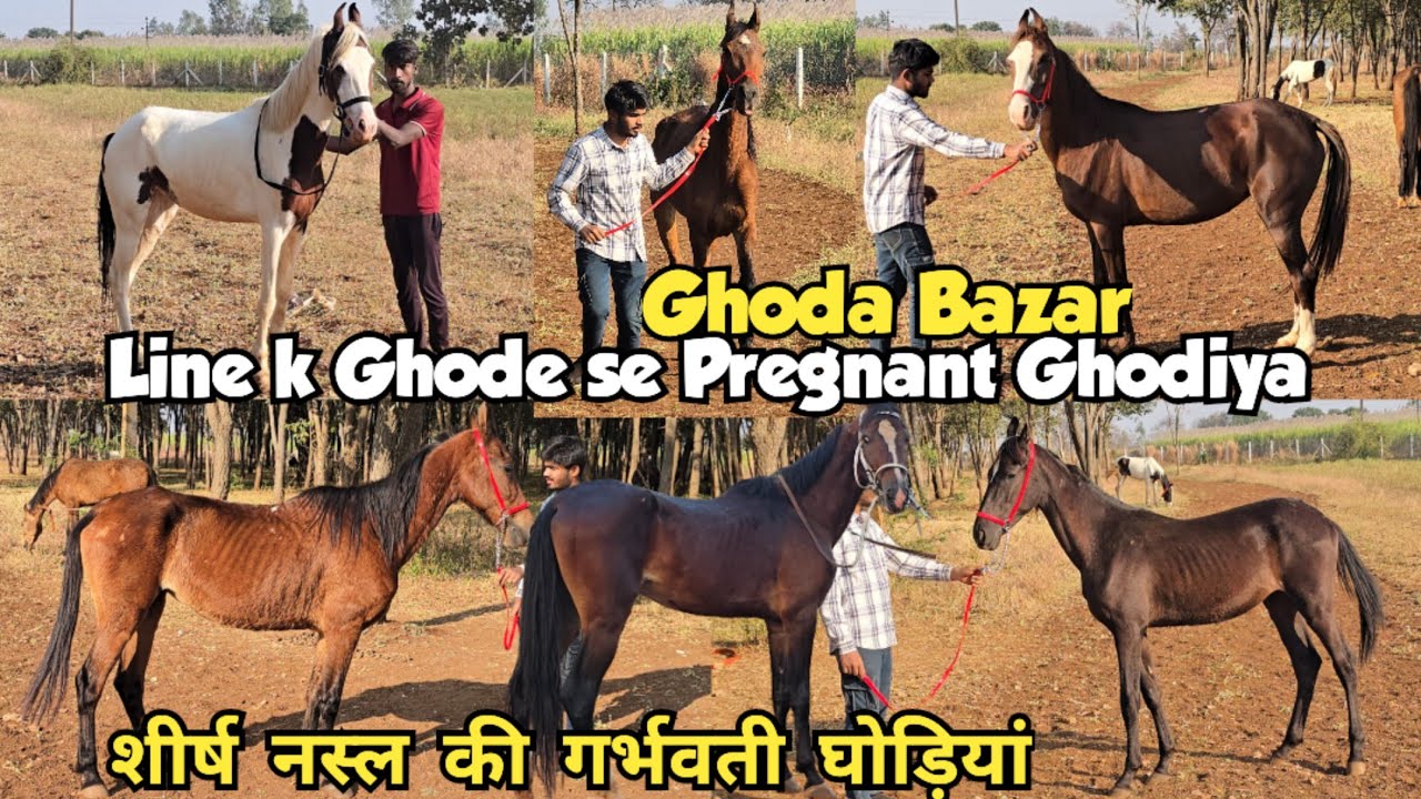 Pregnant Mare Horses | Gaban Ghodiya | Black Horse | Available at Daccan Stud Farm Zaheerabad  