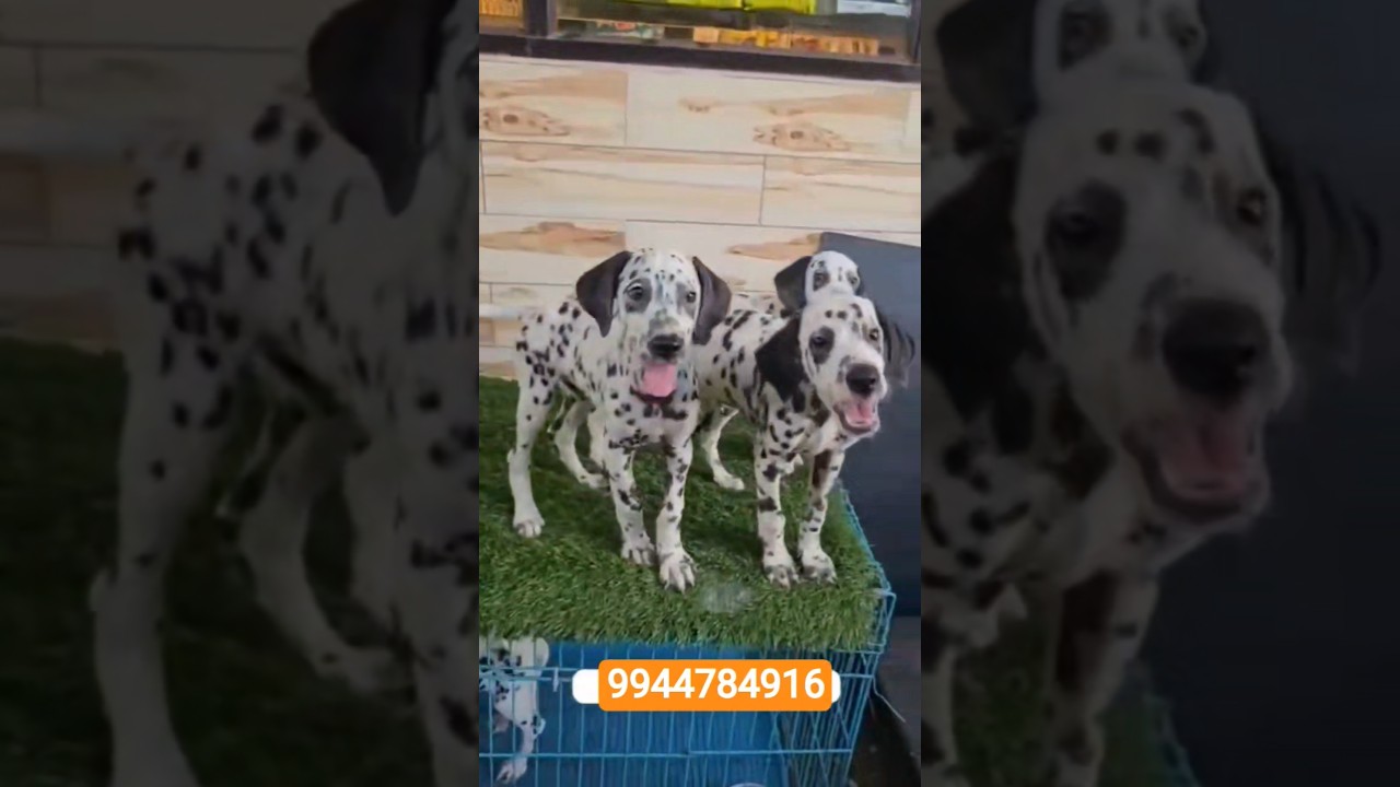 Dalmatian puppies sale 