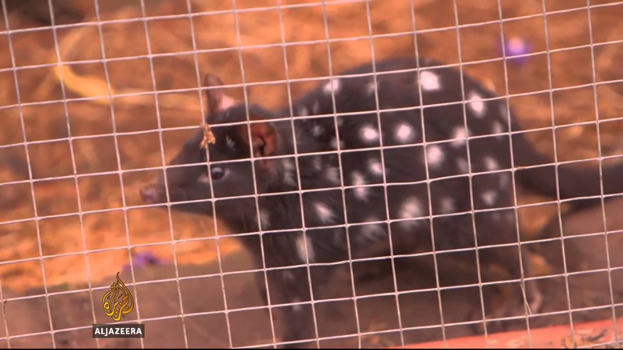 Feral cats prove a devil of a problem in Tasmania