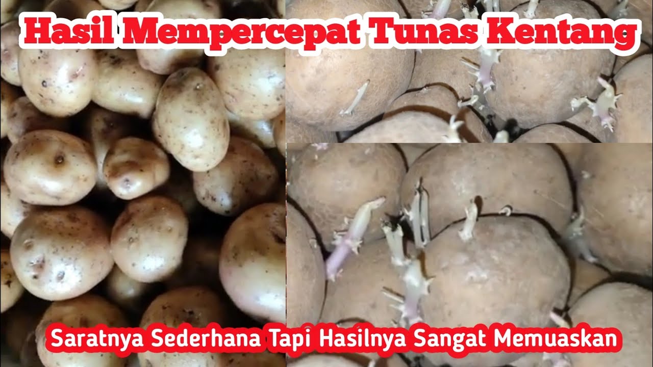 Mempercepat Tunas Kentang Ini Hasilnya 