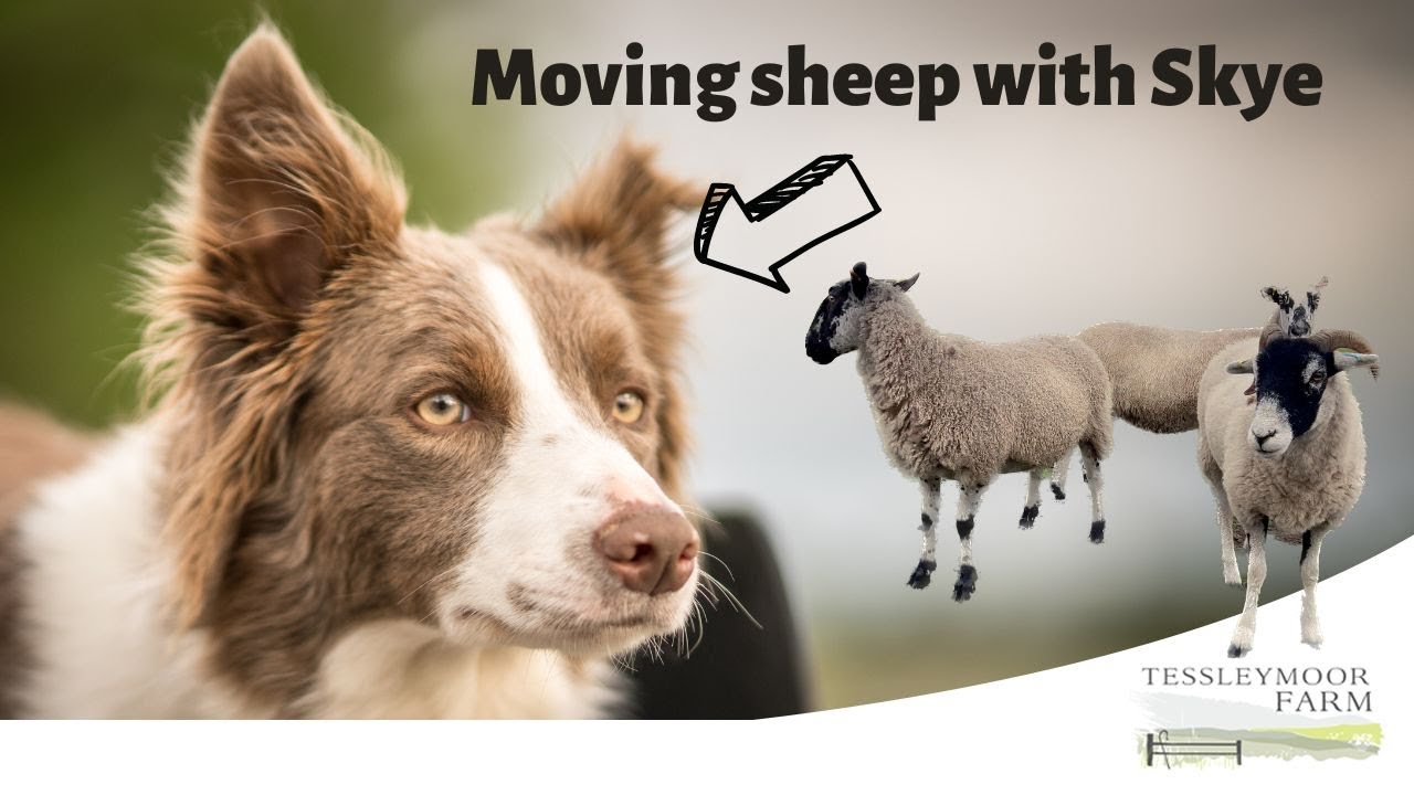 Moving Sheep around on Tessleymoor Farm with my young Sheepdog - Border Collie Skye