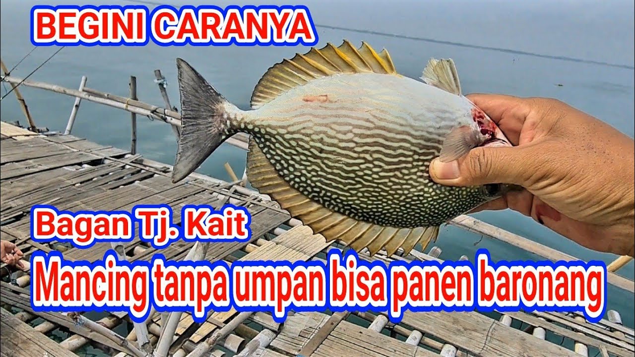 Tehnik ini patut ditiru, dijamin panen baronang 