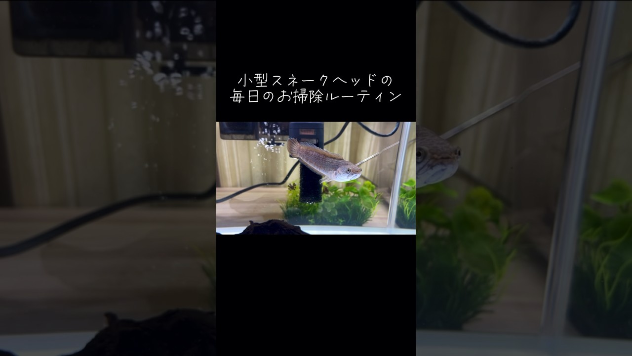 スネークヘッドのお世話ルーティン  