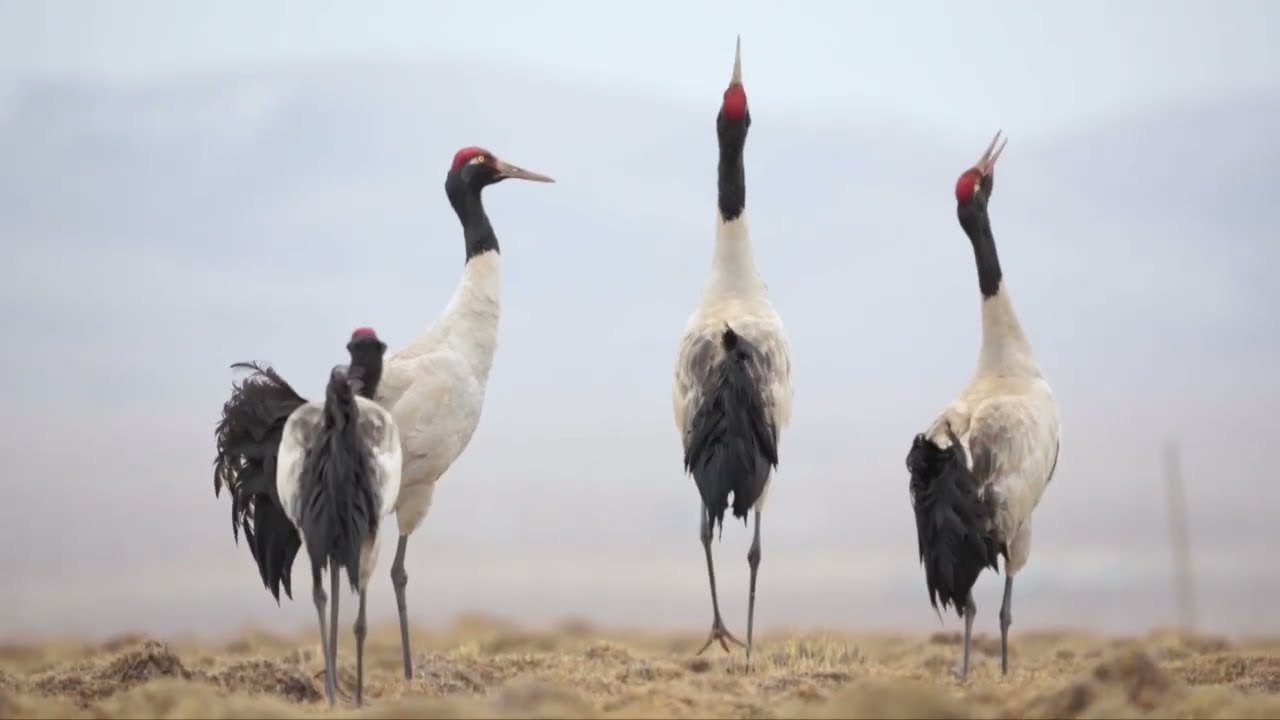 Black-necked cranes complete migration as whooper swans arrive for winter in Sichuan's reserve