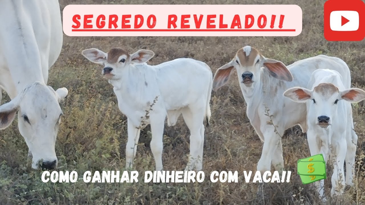Ganhar dinheiro com vacas/ investimento que ninguém te conta!