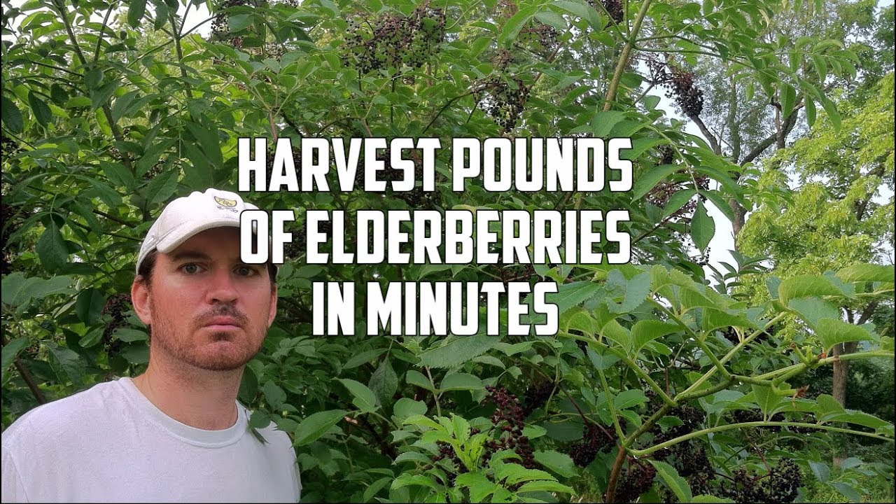 Best Way to Harvest Elderberries