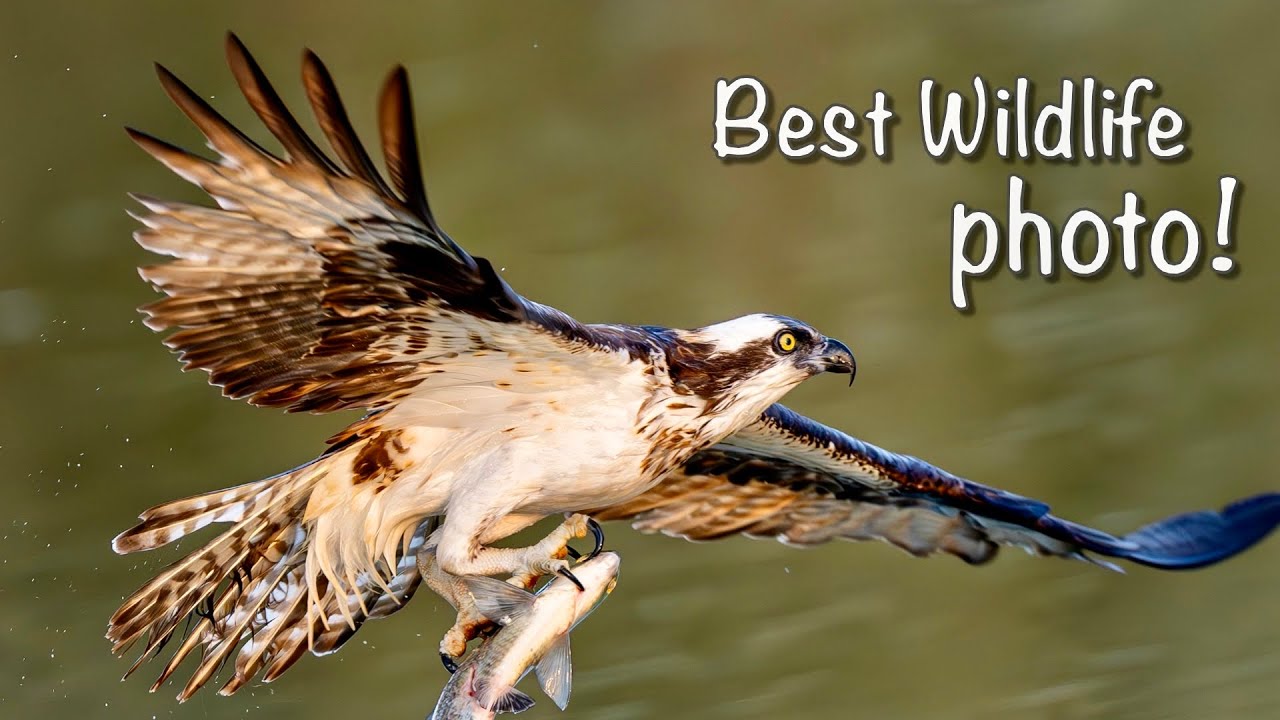 Finding Wildlife to Photograph!