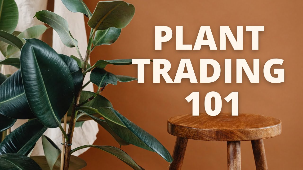 Plant Swaps for Beginners: everything you need to know on how to trade for your wishlist plants