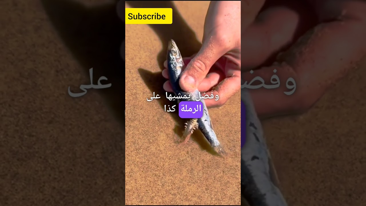 كائن غريب في البحر 🫡😨 #اكسبلور #ترند #معلومات #حقائق