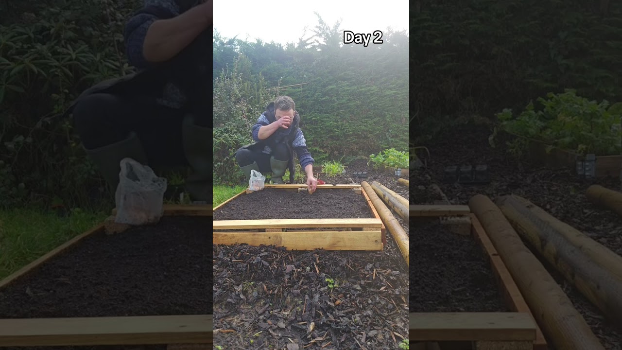 Day 2 of 28 days of Seed sowing in February 