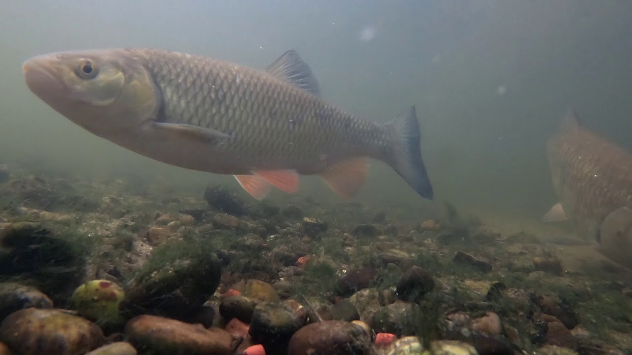 Chub Feeding On a Shallow Gravel bar (ASMR)