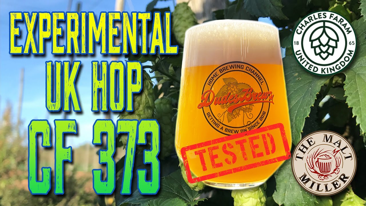 Experimental UK Hop CF373 Tested and Reviewed!